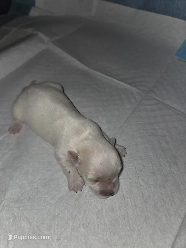 sofy – Maltese puppy for sale in North Fort Myers, FL