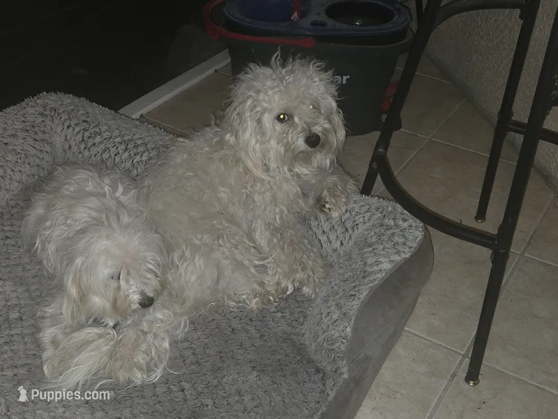 CkC maltese Breeding Pair – Maltese puppy for sale in North Fort Myers, FL