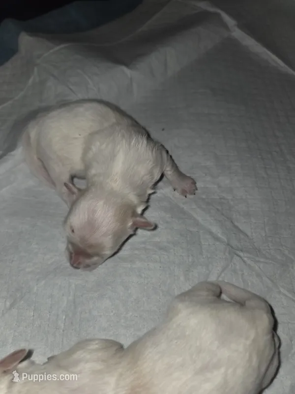 carla – Maltese puppy for sale in North Fort Myers, FL