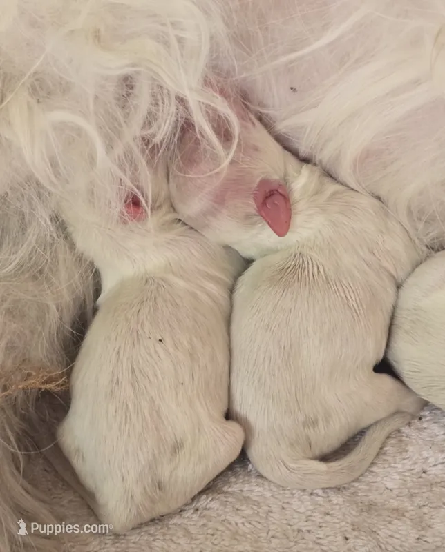 gino – Maltese puppy for sale in North Fort Myers, FL