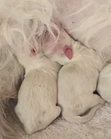 gino, a male Maltese for sale in North Fort Myers, FL – 1 of 2