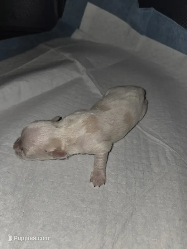 maria – Maltese puppy for sale in North Fort Myers, FL
