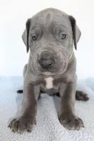 Blue M3, a male Great Dane for sale in Russell Springs, KY – 4 of 4