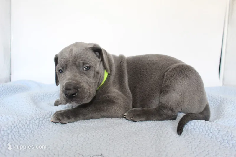 Blue M3 – Great Dane puppy for sale in Russell Springs, KY