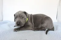 Blue M3, a male Great Dane for sale in Russell Springs, KY – 1 of 4