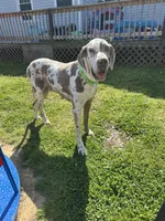 Porcha, a female Great Dane for sale in Russell Springs, KY – 5 of 5