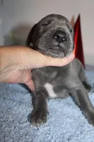 Blue M3, a male Great Dane for sale in Russell Springs, KY – 3 of 5