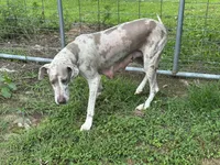 Gracie, a female Great Dane for sale in Russell Springs, KY – 4 of 4