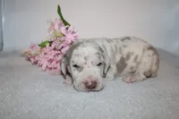 Lilac Harlequin F, a female Great Dane for sale in Russell Springs, KY – 2 of 3