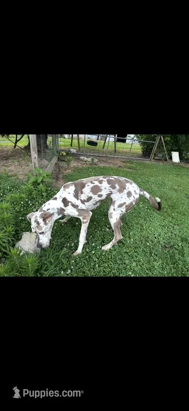 Sheba – Great Dane puppy for sale in Russell Springs, KY