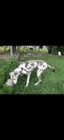 Sheba, a female Great Dane for sale in Russell Springs, KY – 1 of 4
