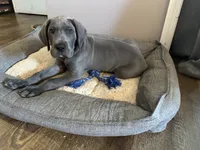 Blue M1, a male Great Dane for sale in Russell Springs, KY – 3 of 6