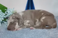 Lilac harlequin M, a male Great Dane for sale in Russell Springs, KY – 1 of 5