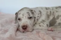 Lilac harlequin F, a female Great Dane for sale in Russell Springs, KY – 5 of 5