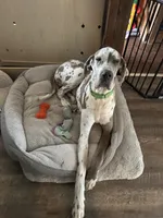 Porcha, a female Great Dane for sale in Russell Springs, KY – 2 of 5