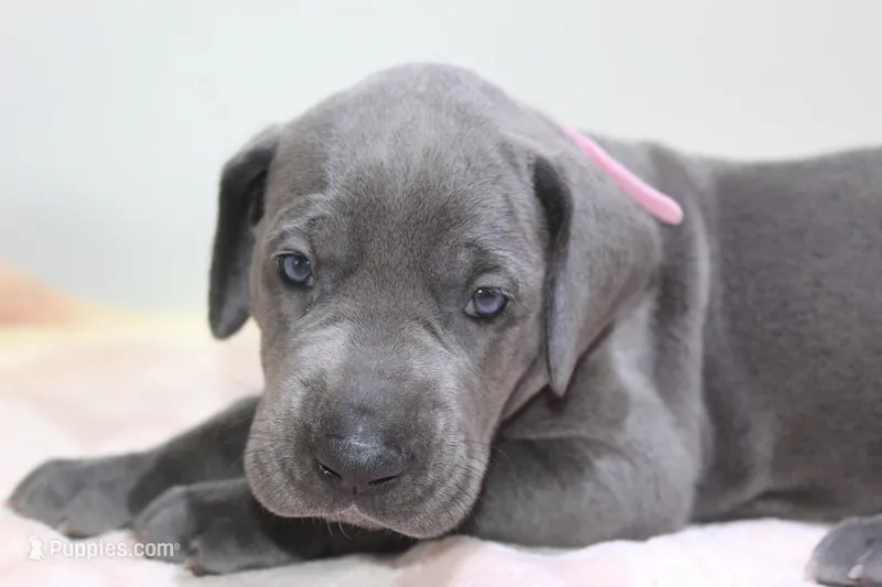 Blue F – Great Dane puppy for sale in Russell Springs, KY