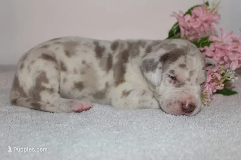 Lilac Harlequin F – Great Dane puppy on hold in Russell Springs, KY