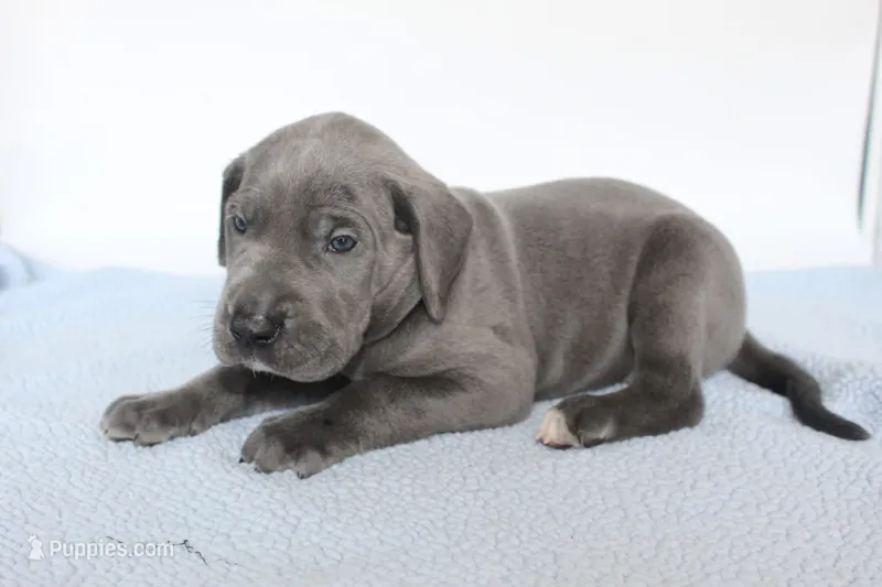Blue M1 – Great Dane puppy for sale in Russell Springs, KY