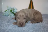 Lilac M, a male Great Dane for sale in Russell Springs, KY – 4 of 5