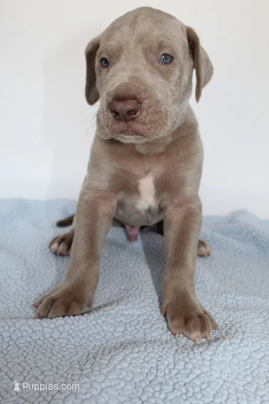 Lilac M – Great Dane puppy for sale in Russell Springs, KY
