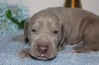 Lilac M, a male Great Dane for sale in Russell Springs, KY – 3 of 5