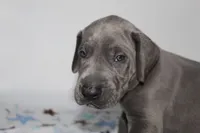 Blue M2, a male Great Dane for sale in Russell Springs, KY – 2 of 4