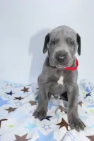 Blue M2, a male Great Dane for sale in Russell Springs, KY – 3 of 4