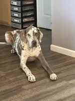 Porcha, a female Great Dane for sale in Russell Springs, KY – 4 of 5