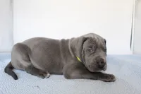 Blue M3, a male Great Dane for sale in Russell Springs, KY – 3 of 4