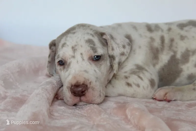 Lilac harlequin F – Great Dane puppy for sale in Russell Springs, KY