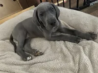 Blue M1, a male Great Dane for sale in Russell Springs, KY – 4 of 6