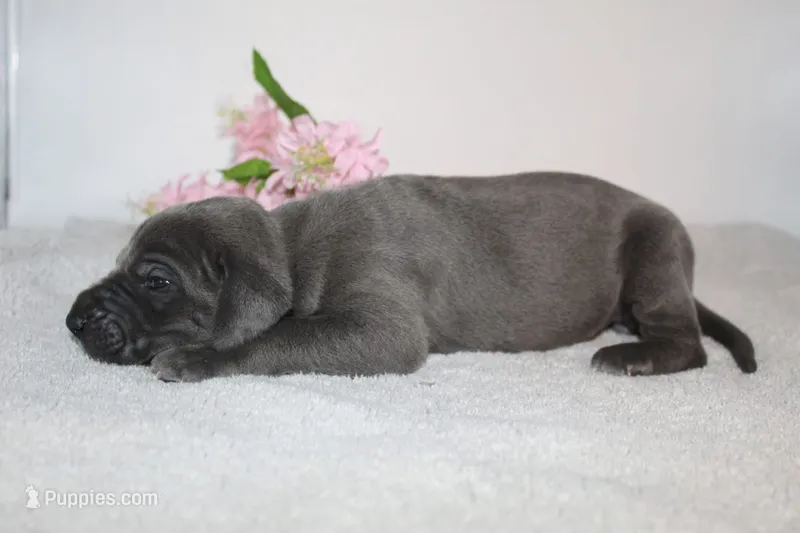 Blue F – Great Dane puppy for sale in Russell Springs, KY