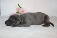Blue F, a female Great Dane for sale in Russell Springs, KY – 1 of 3