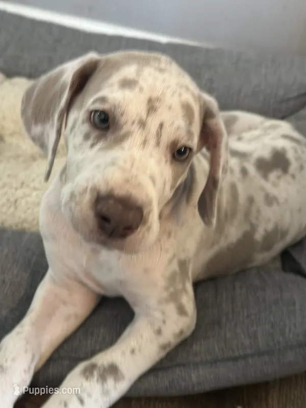Lilac harlequin F – Great Dane puppy for sale in Russell Springs, KY