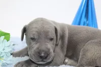 Blue M2, a male Great Dane for sale in Russell Springs, KY – 2 of 4