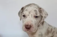 Lilac harlequin F, a female Great Dane for sale in Russell Springs, KY – 3 of 5
