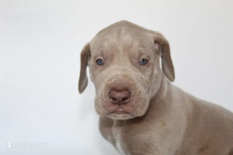Lilac M – Great Dane puppy for sale in Russell Springs, KY