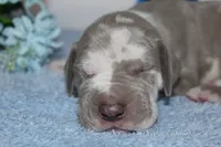 Lilac harlequin M, a male Great Dane for sale in Russell Springs, KY – 5 of 5