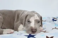 Lilac harlequin , a male Great Dane for sale in Russell Springs, KY – 1 of 4