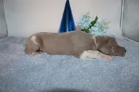 Lilac harlequin M, a male Great Dane for sale in Russell Springs, KY – 3 of 5
