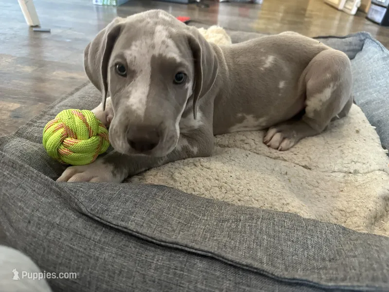 Lilac harlequin  – Great Dane puppy for sale in Russell Springs, KY