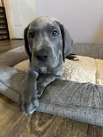Blue M1, a male Great Dane for sale in Russell Springs, KY – 5 of 6