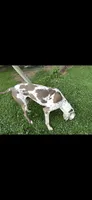 Sheba, a female Great Dane for sale in Russell Springs, KY – 2 of 4