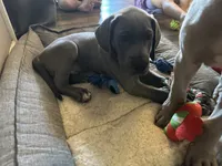 Blue M1, a male Great Dane for sale in Russell Springs, KY – 2 of 6