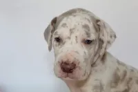 Lilac harlequin F, a female Great Dane for sale in Russell Springs, KY – 2 of 5