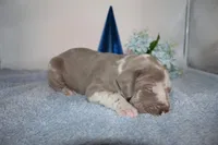Lilac harlequin M, a male Great Dane for sale in Russell Springs, KY – 2 of 5