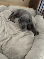 Blue M1, a male Great Dane for sale in Russell Springs, KY – 6 of 6