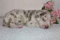 Lilac harlequin F, a female Great Dane for sale in Russell Springs, KY – 2 of 3