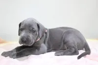 Blue F, a female Great Dane for sale in Russell Springs, KY – 2 of 3