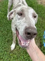 Gracie, a female Great Dane for sale in Russell Springs, KY – 1 of 4